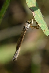 Leptogaster