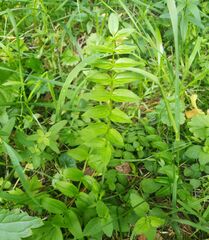 Polemonium caeruleum
