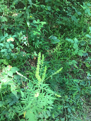 Pseudanomodon attenuatus