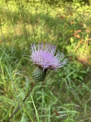 Cirsium