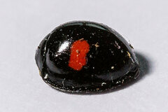 Chilocorus renipustulatus