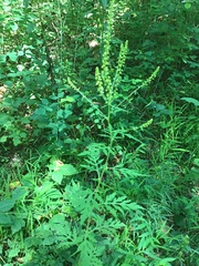 Pseudanomodon attenuatus