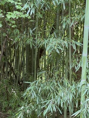 Phyllostachys aurea