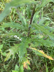 Cirsium