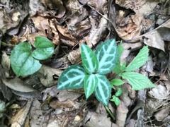 Chimaphila maculata