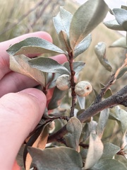 Elaeagnus commutata