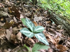 Chimaphila maculata
