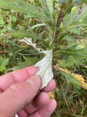 Cirsium