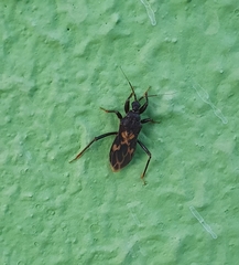 Leogorrus litura