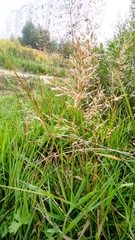 Agrostis capillaris