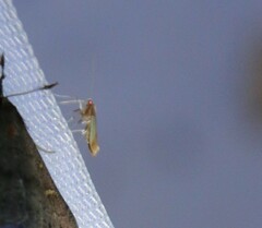 Caloptilia packardella