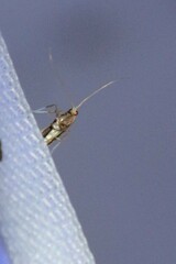 Caloptilia packardella