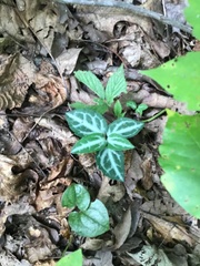 Chimaphila maculata