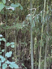 Phyllostachys aurea