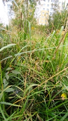 Agrostis capillaris