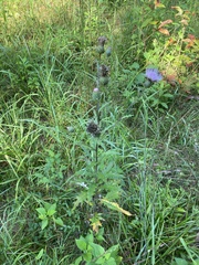 Cirsium