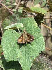 Atalopedes campestris