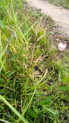 Agrostis capillaris