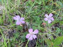 Geranium yesoense