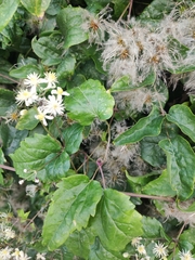 Clematis vitalba