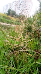 Agrostis capillaris