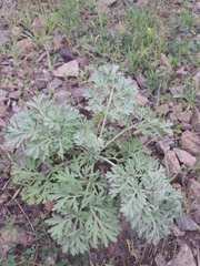 Artemisia absinthium