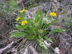 Balsamorhiza