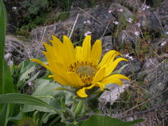 Balsamorhiza
