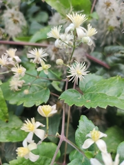 Clematis vitalba