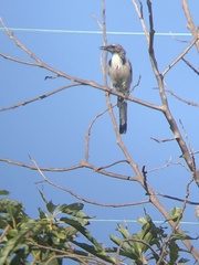 Aphelocoma californica