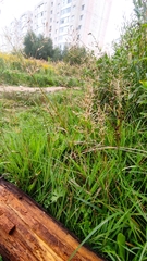 Agrostis capillaris