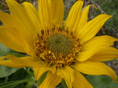 Balsamorhiza