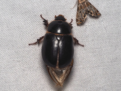 Pentodontini