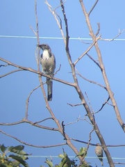 Aphelocoma californica