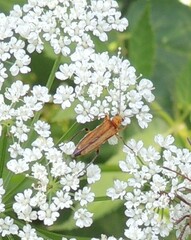 Oedemera podagrariae