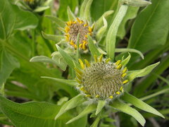 Balsamorhiza