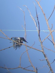 Aphelocoma californica