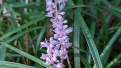 Liriope muscari