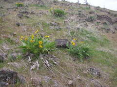 Balsamorhiza