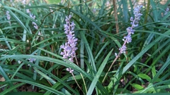 Liriope muscari