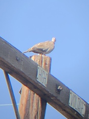 Streptopelia decaocto