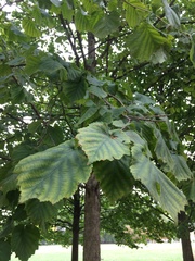 Corylus colurna