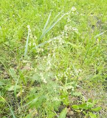 Artemisia sieversiana