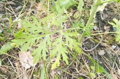 Artemisia sieversiana