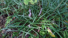 Liriope muscari