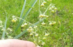 Artemisia sieversiana