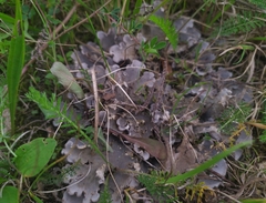 Peltigera canina