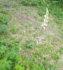 Aconitum barbatum