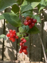 Lonicera periclymenum