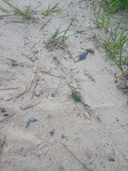 Cicindela campestris